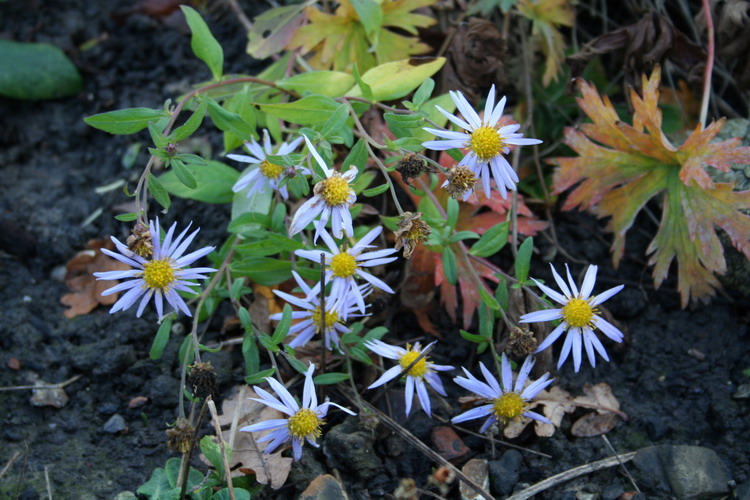 aster "eleven purple"