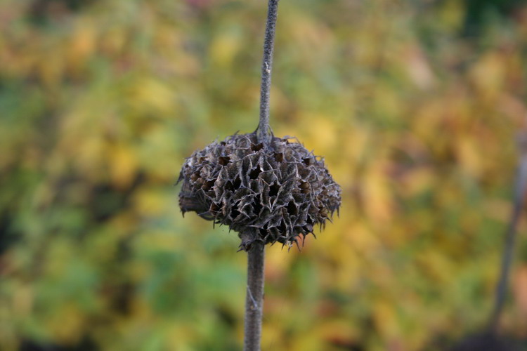 phlomis