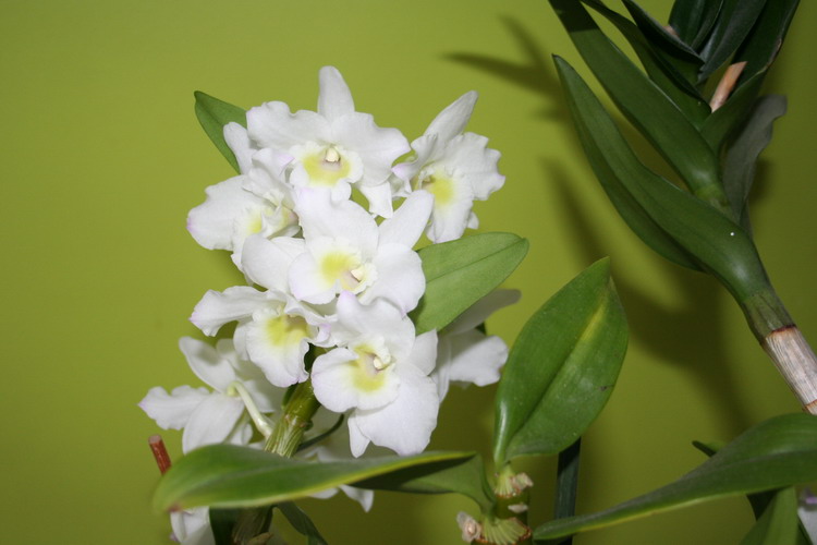 orchidée