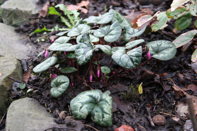 cyclamen