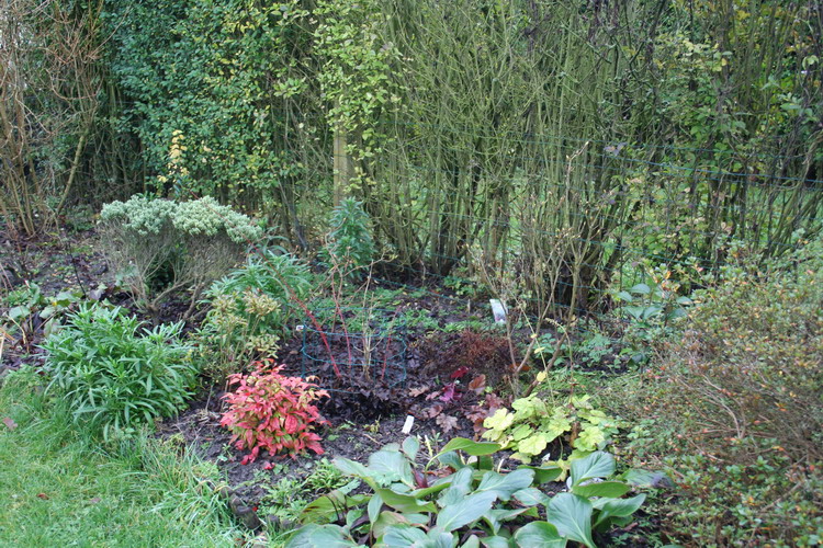 du forsythia aux azalées