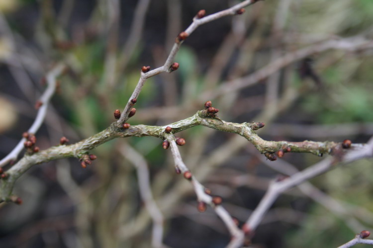 prunus incisa "kojo no mai"