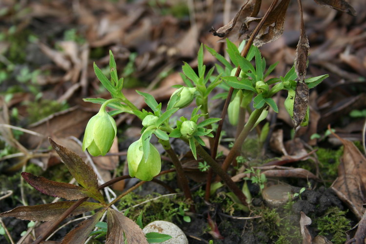 hellebore