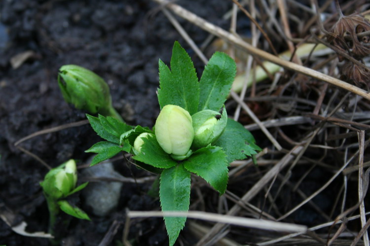 hellebore