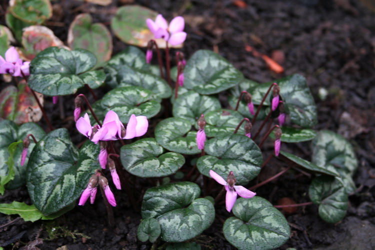 cyclamen