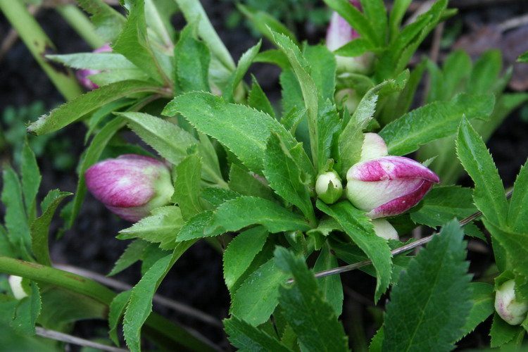 hellebore