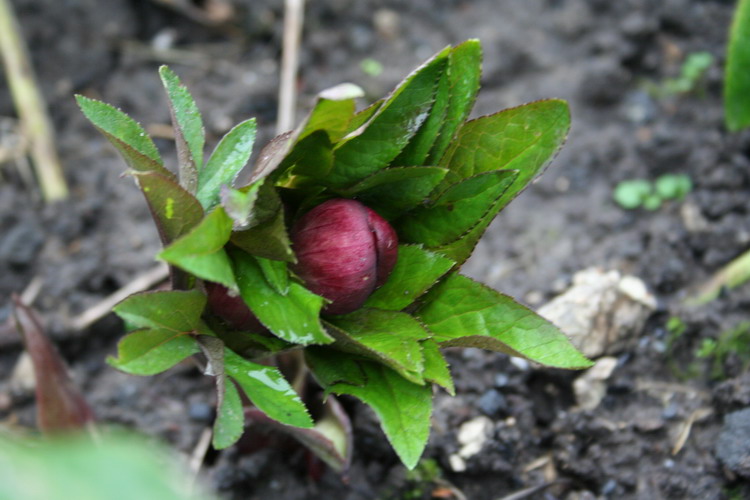 hellebore