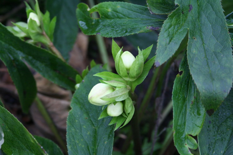 hellebore