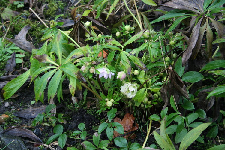 hellebore