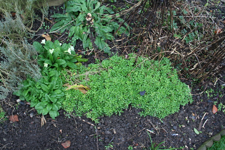 aubriete