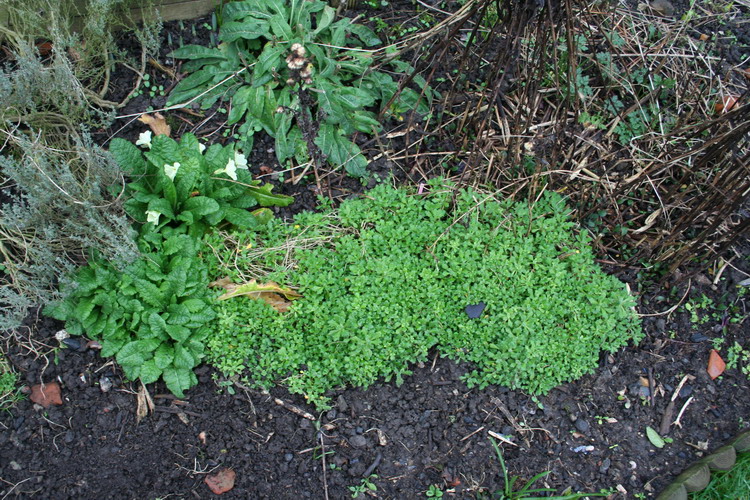 aubriete