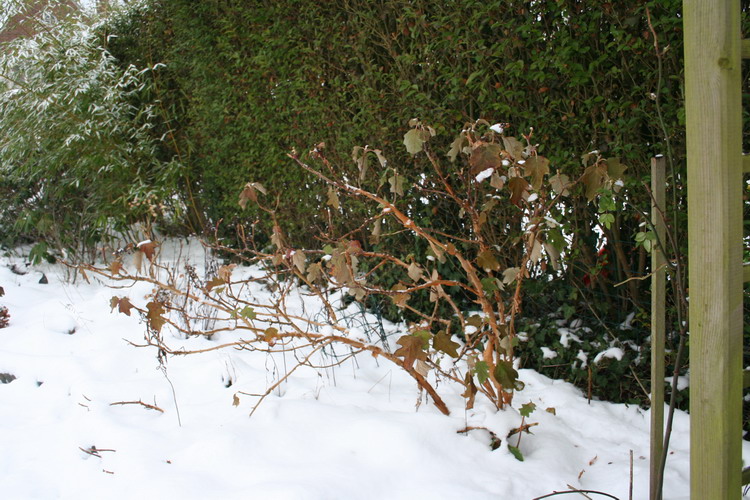 hydrangea quercifolia