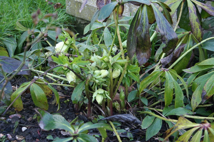 hellebore