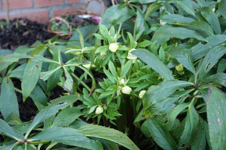 hellebores