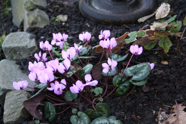 cyclamen coum