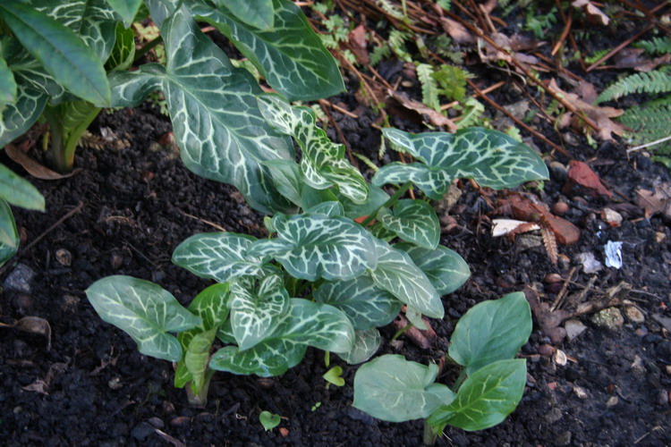 arum italicum