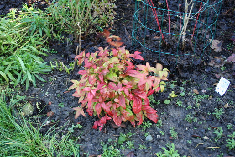 nandina