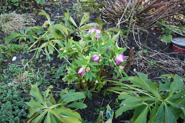 hellebore