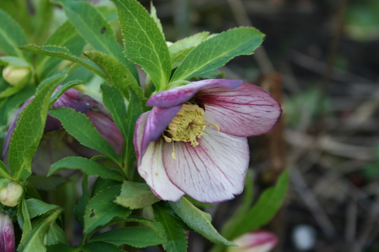 hellebore