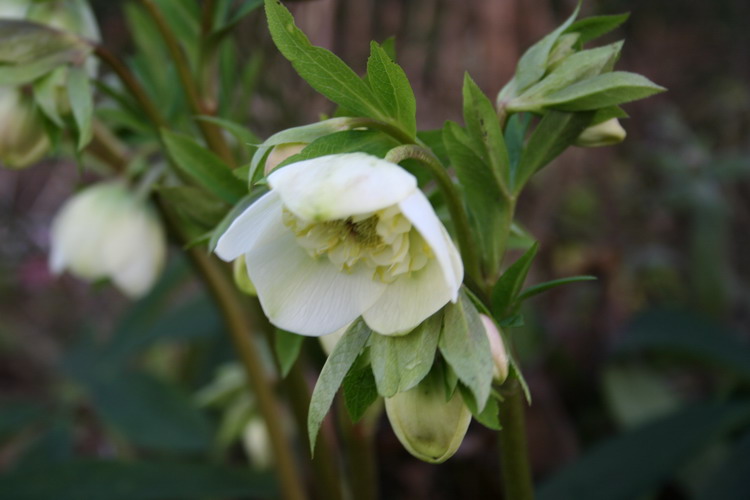 hellebore jaune