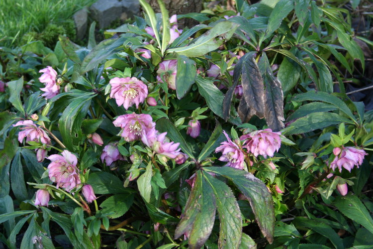 hellebore