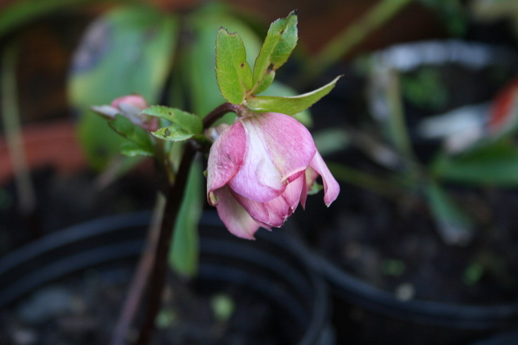 hellebore double