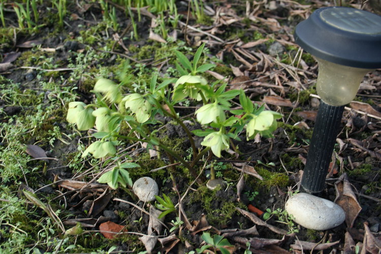 hellebore