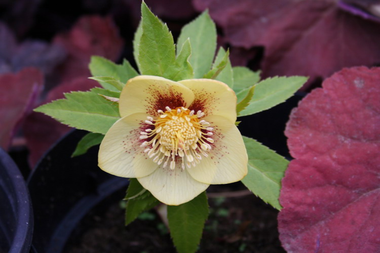 hellebore jaune