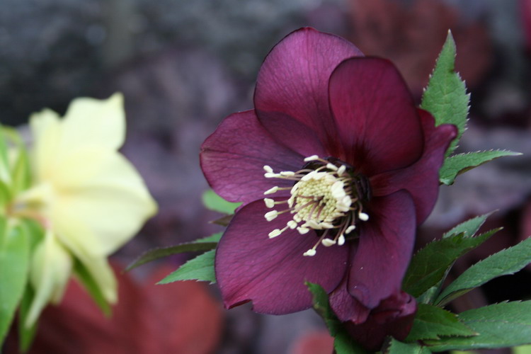 hellebore pourpre