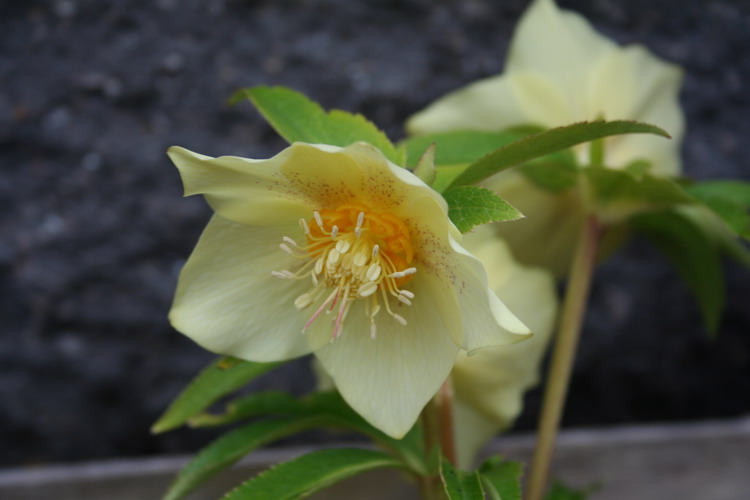 hellebore jaune