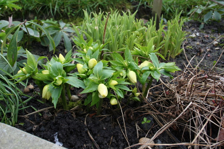 hellebore