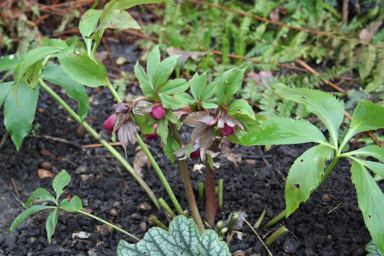 hellebore