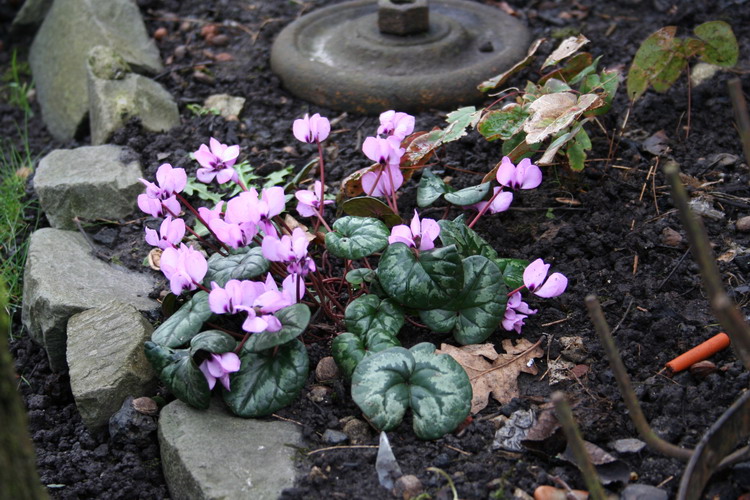 cyclamen