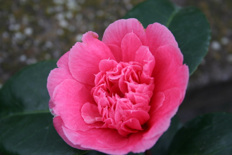 camelia