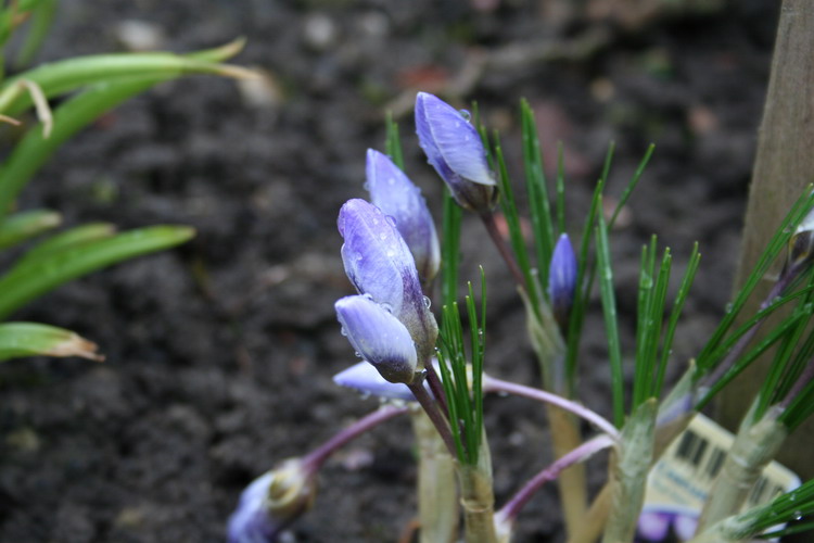 crocus