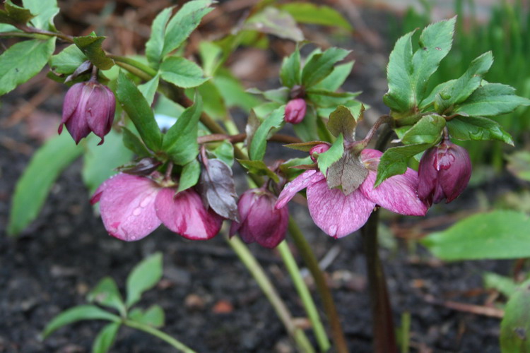 hellebore