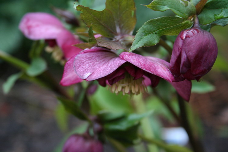 hellebore
