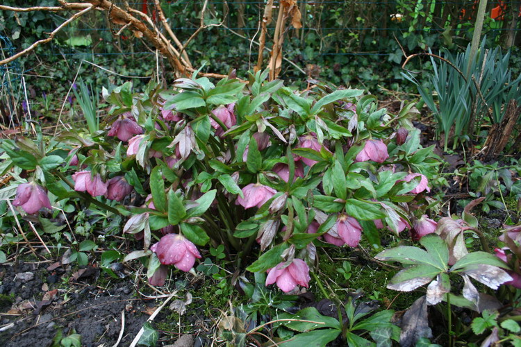 hellebore