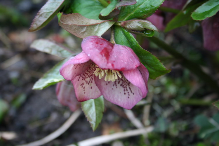hellebore