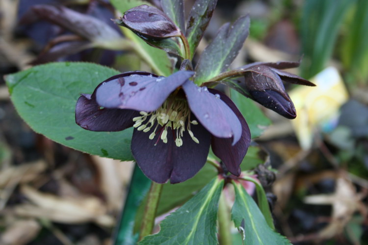 hellebore ardoise