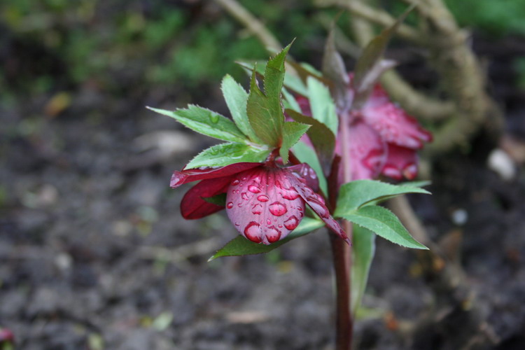 hellebore pourpre