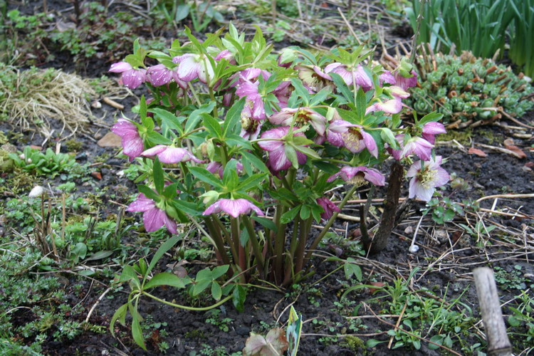 hellebore