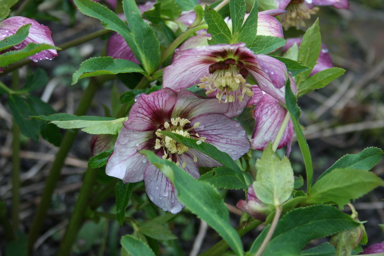 hellebore