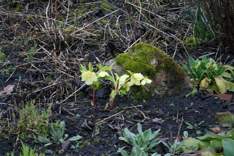 hellebore jaune