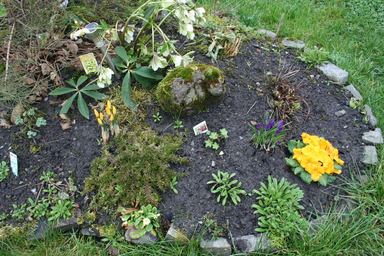 hellebore jaune