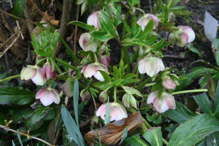 hellebore