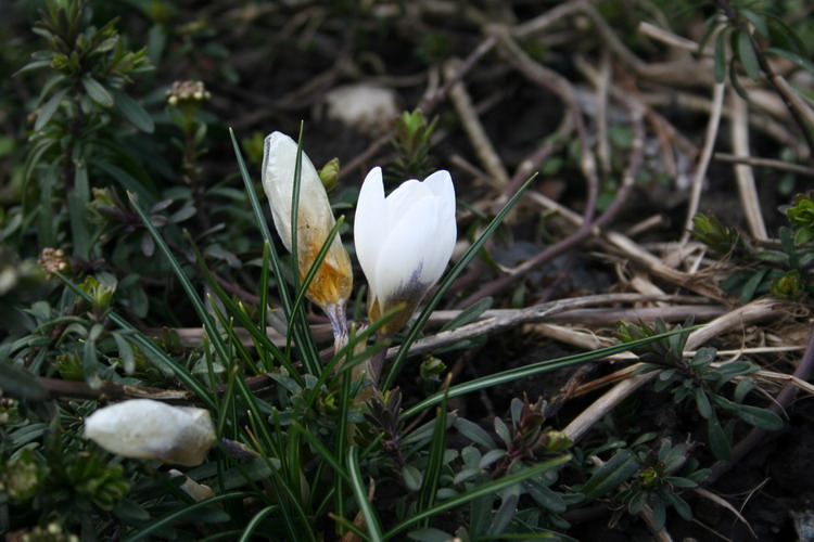 crocus
