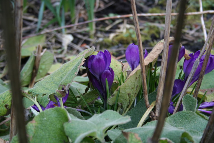 crocus