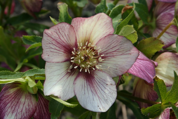 hellebore