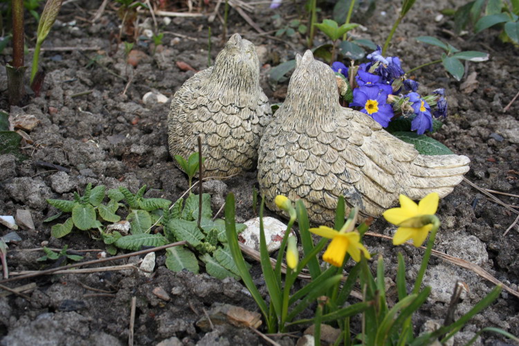 petits oiseaux